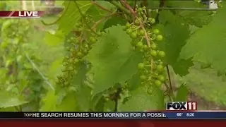 Duck Creek Wine & Vineyard