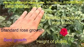 🌹Sale Section | Standard Roses | Growth | Benefits of 18 months old Plants | Pushpanjali Rosery