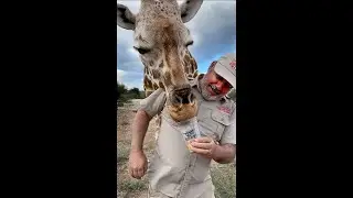 This Giraffe has the longest tongue ever! 🦒