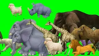 Funny animal green screen | Animals stampede green screen free to use | Animal stampede green screen