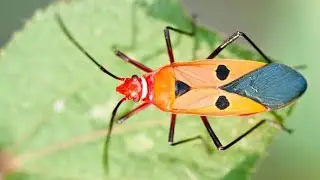 Part-3 Cotton stainer#Red and Dusky cotton bug #IPM #crop pest