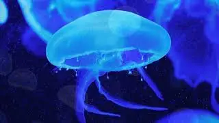 Can you keep freshwater jellyfish? Is there any freshwater jellyfish?Freshwater Jellyfish Population
