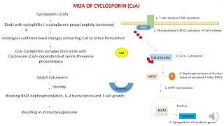 MOA of Calcineurin inhibitors as Immunosupressants