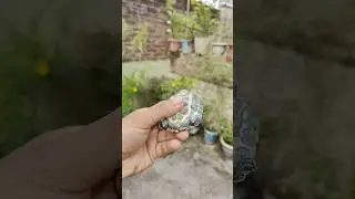 (Turtle ko blood aa gaya 🐢) #turtle #shorts #fish #shortsvideo
