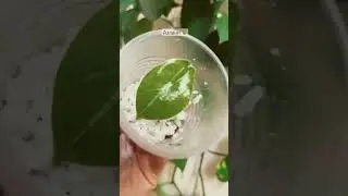 Наращивает корни в Перлите #алоказия #plants #комнатныерастения
