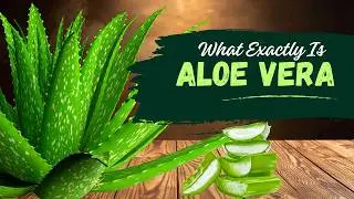 Aloe Vera Explained: What It Is, How It Works, and Why It’s Everywhere