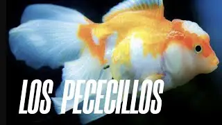 ¡ 2.  LOS PECECILLOS DEL PANTANO ... PIJAMADA !