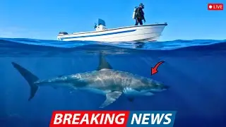 Discovery Channel Cut Live Feed After Enormous Shark Larger Than Any Great White Glide Beneath Them!