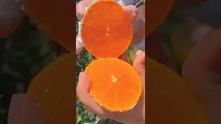 guess the fruit Kya app Bata sakte hain #facts #trending #viral #vairalvideo #ytshorts #shorts