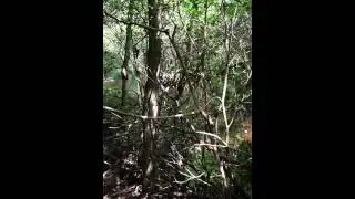Talking Rock Nature Trail @ Carters Lake, Ellijay, GA
