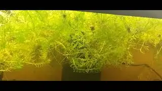 White Sand Substrate For 20 Gallon Long Wild Guppy & Endler Hybrid Tank, TBD Corydoras