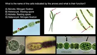 Akinets and Heterocysts