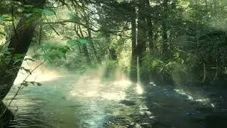 4K Free Stock Footage &ndash; Flowing Water in Forest with Moss | No Copyright Nature Video