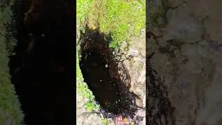 MICRO JUNGLE EXPLORER*(MICRO CAVE-236)