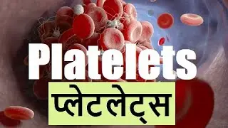 Platelets  प्लेटलेट्स by Simply The Best BIO