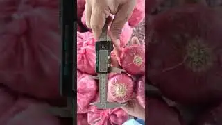 Onion Sizes
