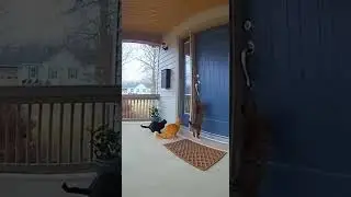 3 Cat funny story Ring bell and Run #funny #viral #reactionvideo #satisfying