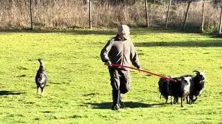 Nalle og sau