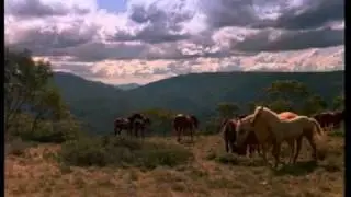 Yarraman's Herd
