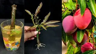 How to Grow Mango Tree from Cutting With Aloe Vera & Turmeric Powder In A Water