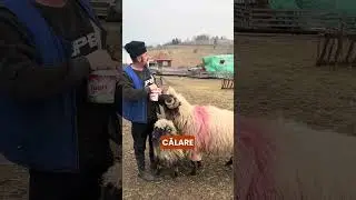 Berbecul De 150KG
