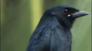 Common Birds of Cauvery Delta   21 Drongo