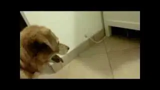 Cane e gattina giocano / Dog and kitten play / Hund und Kleinkatze spielen