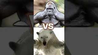 GORILLA vs POLAR BEAR #shorts #gorilla #bear #animals