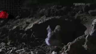 Markiplier Reacts to Wolf in Mouse Clothing Video