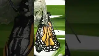 Monarch Butterfly Chrysalis - New Pet Explores Freedom (and the rain)! 6 mins l8r; 855am, 08-30-2025