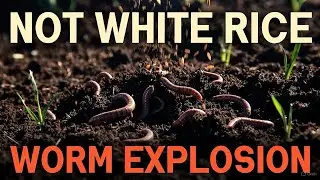 The EXACT Rice Type & Application for Worm EXPLOSION Not What You Think!