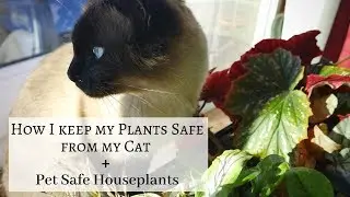 Cat Safe Plants and How I protect Houseplants from my cat