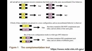 Cis-Trans Complementation Test in Genetics: Definition, Principle, and Examples | BSc | MSc Botany