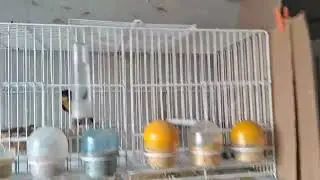 My Belgian canary breeding program