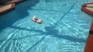 Pomeranian's Can Swim!