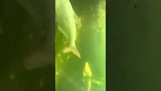 Albino iridescent shark,mekong giant catfish,paroon shark&hellip;under the water scene in my pool🦈#fishtank