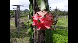 Pitaya - Produ&ccedil;&atilde;o de mudas - Sitio Sawada