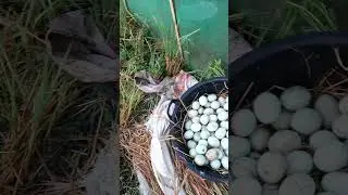 PANEN TELUR BEBEK , PANEN TELUR BEBEK TERBANYAK DI SAWAH BEBEK PETELUR  ANGON DI PAGI HARI KANDANG