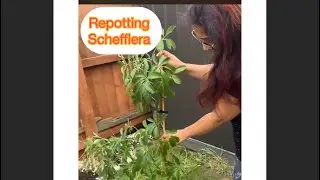 Repotting Schefflera 🌱 