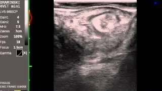 DRAMIŃSKI 4Vet mini - pecherzyk przedowulacyjny / follicle