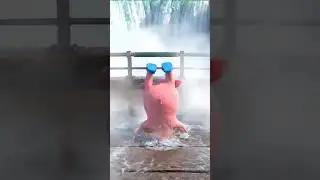 Piglet at Niagara Falls 🇨🇦🐷 | Amazing Nature Moment