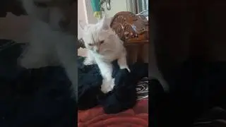 My cat doing black magic to scare 😱 me  #cat #cats