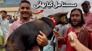 Cheapest Bakra Mandi in Karachi | Full Bargaining Scene + Soda Treat! 😱