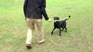 Black Lab Playing Fetch