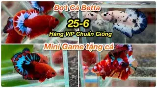 Đợt C&aacute; Betta 25-6 Marble DOT, Red Fancy, Nemo Copper, Galaxy, FCCP WS [ MINIGAME tặng c&aacute; Betta ]
