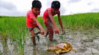 Amazing Little Boy Catching Tortoise - Tortoise Hunting in Rice Field - SP Fishing World