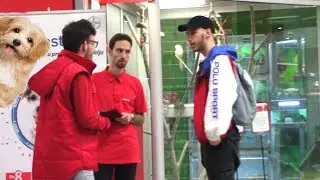 Dobar dan, Jel imate KRAVU ? (PET SHOP)