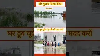गाँव गुराना हिसार #haryana_halchal #shorts_feed #flood #2025 #hisar #panjab #news #barish