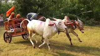 Asoga bullock cart race # 2