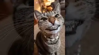 Морда Котов как Стоматолог заработал #cat #cute #cats #short #memes #кот #котики #family